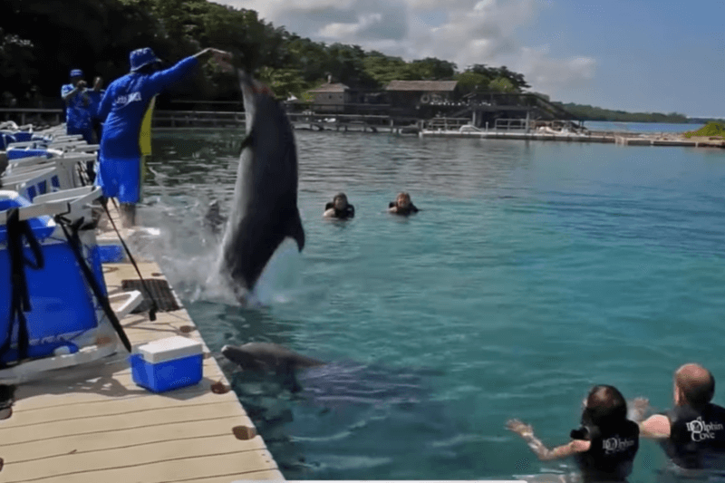 Dolphin Cove