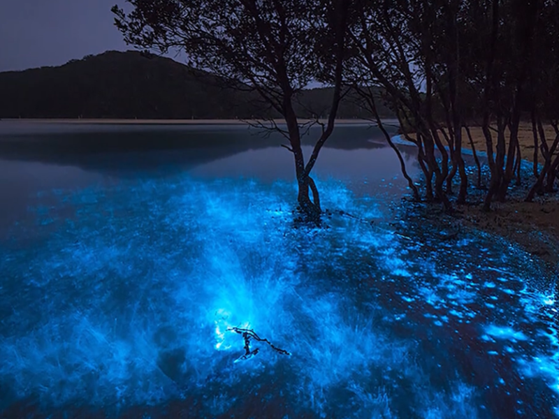 Luminous Lagoon